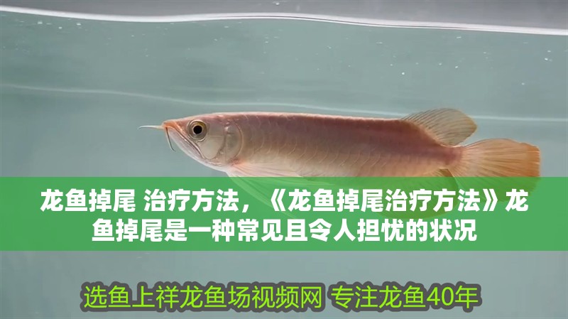 龍魚掉尾 治療方法，《龍魚掉尾治療方法》龍魚掉尾是一種常見且令人擔(dān)憂的狀況 龍魚掉尾 治療方法，《龍魚掉尾治療方法》龍魚掉尾是一種常見且令人擔(dān)憂的狀況 水族問答