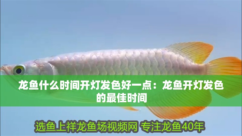 龍魚(yú)什么時(shí)間開(kāi)燈發(fā)色好一點(diǎn)：龍魚(yú)開(kāi)燈發(fā)色的最佳時(shí)間