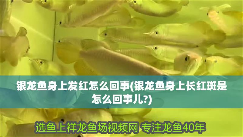 銀龍魚身上發紅怎么回事(銀龍魚身上長紅斑是怎么回事兒?)