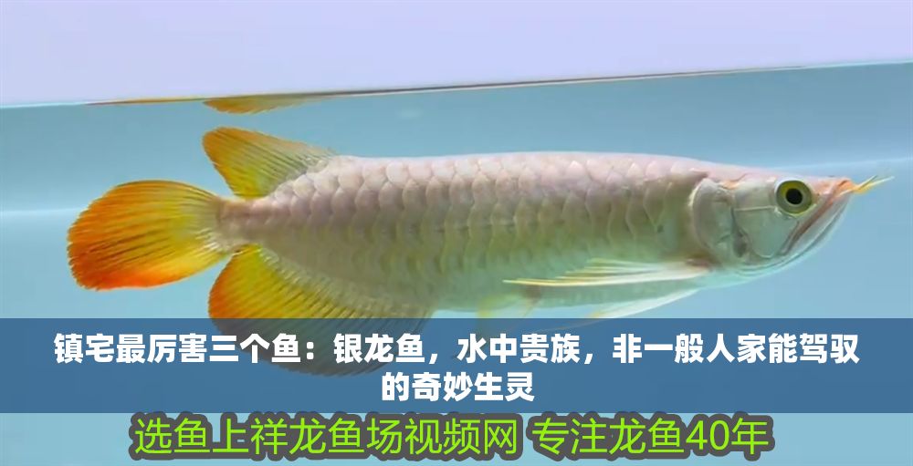 鎮(zhèn)宅最厲害三個(gè)魚(yú)：銀龍魚(yú)，水中貴族，非一般人家能駕馭的奇妙生靈