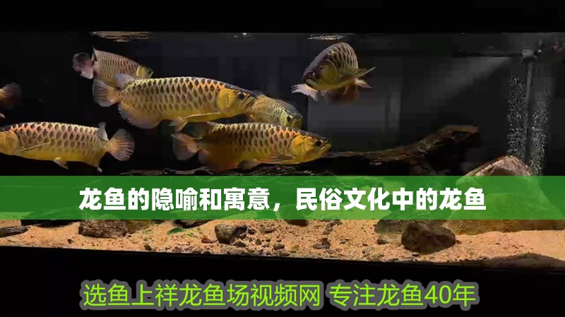 龍魚的隱喻和寓意，民俗文化中的龍魚