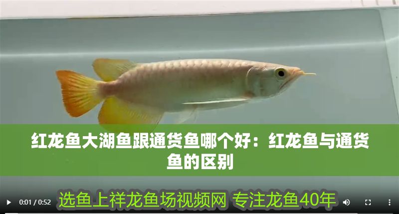 紅龍魚大湖魚跟通貨魚哪個好：紅龍魚與通貨魚的區別