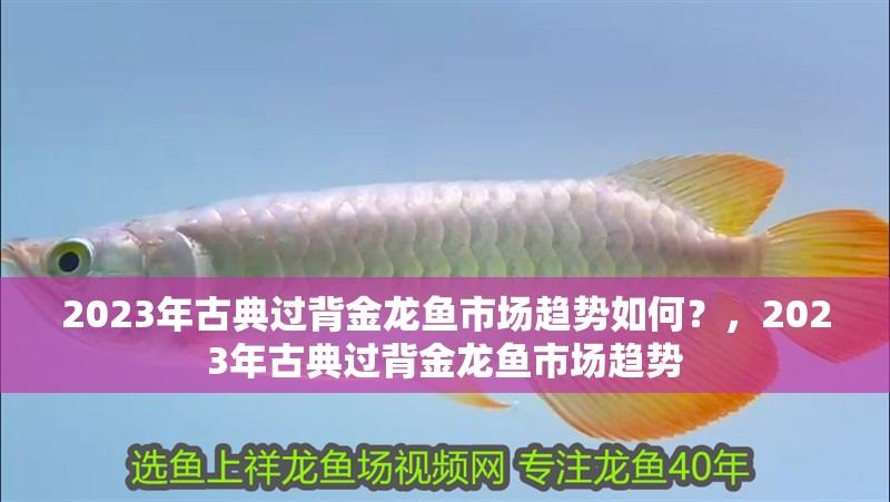 2023年古典過背金龍魚市場趨勢如何？，2023年古典過背金龍魚市場趨勢