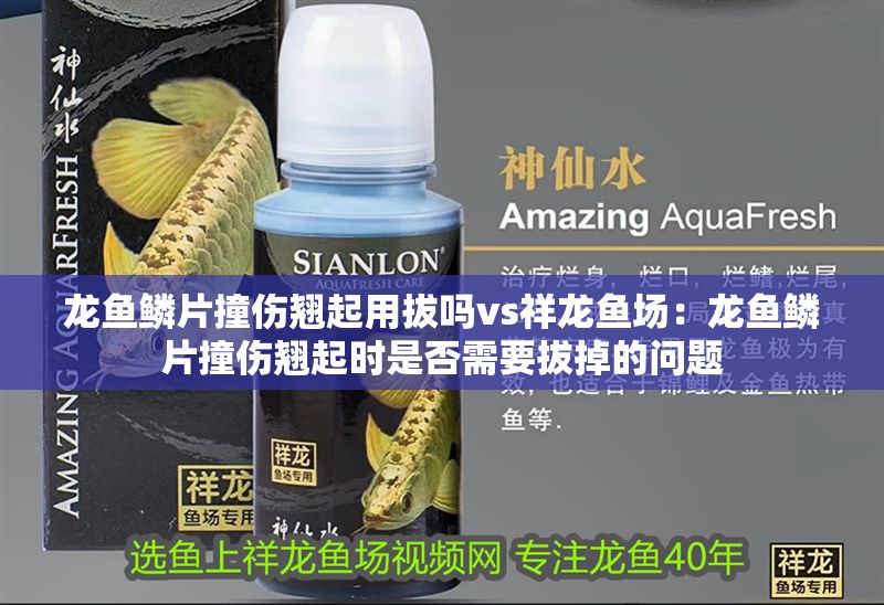 龍魚鱗片撞傷翹起用拔嗎vs祥龍魚場:龍魚鱗片撞傷翹起時是否需要拔掉的問題 vs祥龍魚場 第2張 龍魚鱗片撞傷翹起用拔嗎vs祥龍魚場:龍魚鱗片撞傷翹起時是否需要拔掉的問題 龍魚鱗片撞傷翹起用拔嗎vs祥龍魚場:龍魚鱗片撞傷翹起時是否需要拔掉的問題 vs祥龍魚場 第2張