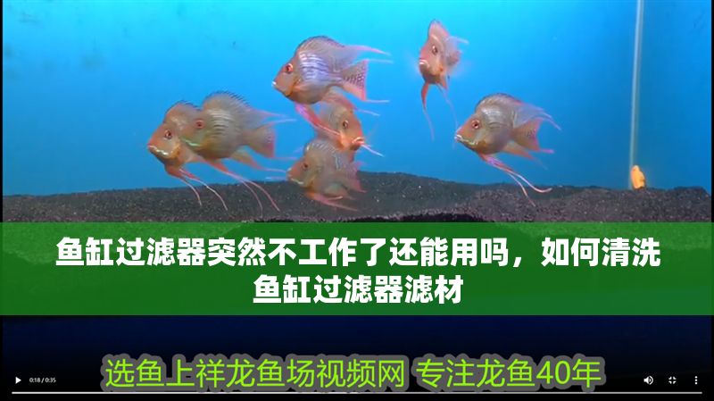 魚缸過濾器突然不工作了還能用嗎，如何清洗魚缸過濾器濾材