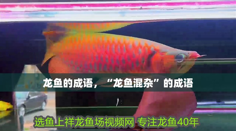 龍魚的成語，“龍魚混雜”的成語