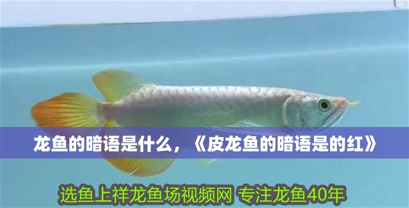 龍魚的暗語(yǔ)是什么，《皮龍魚的暗語(yǔ)是的紅》