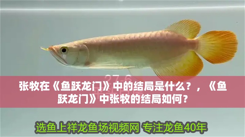 張牧在《魚躍龍門》中的結局是什么？，《魚躍龍門》中張牧的結局如何？ 張牧在《魚躍龍門》中的結局是什么？，《魚躍龍門》中張牧的結局如何？ 龍魚論壇