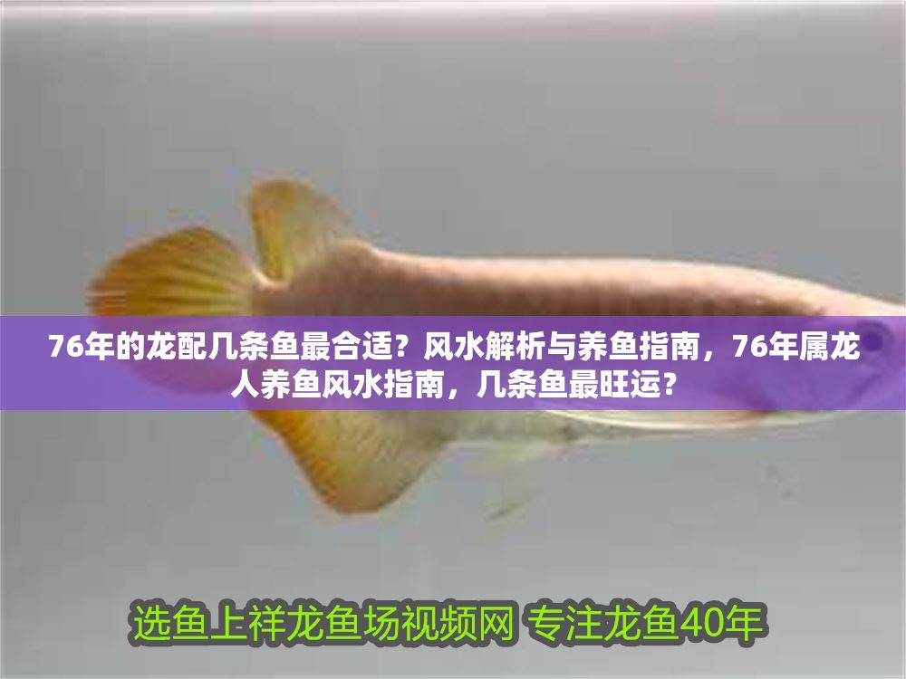 76年的龍配幾條魚最合適？風水解析與養魚指南，76年屬龍人養魚風水指南，幾條魚最旺運？ 76年的龍配幾條魚最合適？風水解析與養魚指南，76年屬龍人養魚風水指南，幾條魚最旺運？ 龍魚百科 第1張
