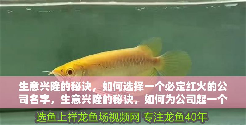 大湖紅龍魚好嗎怎么養(yǎng)活：大湖紅龍魚的飼養(yǎng)指南