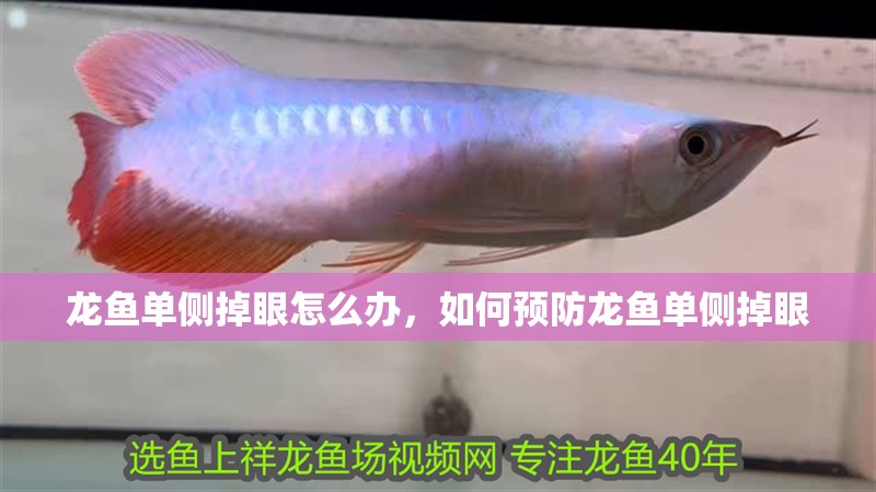龍魚單側掉眼怎么辦，如何預防龍魚單側掉眼