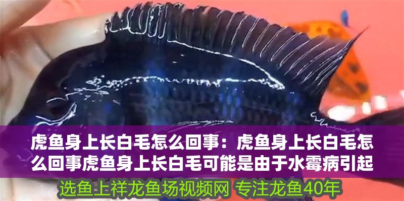虎魚身上長(zhǎng)白毛怎么回事：虎魚身上長(zhǎng)白毛怎么回事虎魚身上長(zhǎng)白毛可能是由于水霉病引起的