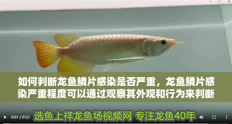 虎魚天天黑來點赤瞳黃金 如何判斷龍魚鱗片感染是否嚴重,龍魚鱗片感染嚴重程度可以通過觀察其外觀和行為來判斷 龍魚百科 如何判斷龍魚鱗片感染是否嚴重,龍魚鱗片感染嚴重程度可以通過觀察其外觀和行為來判斷 如何判斷龍魚鱗片感染是否嚴重,龍魚鱗片感染嚴重程度可以通過觀察其外觀和行為來判斷 龍魚百科