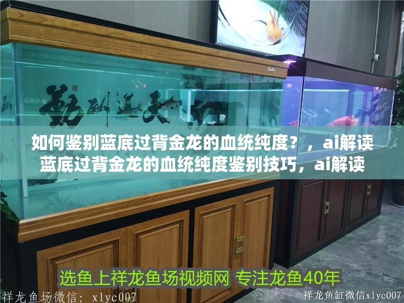 如何鑒別藍(lán)底過(guò)背金龍的血統(tǒng)純度？，ai解讀藍(lán)底過(guò)背金龍的血統(tǒng)純度鑒別技巧，ai解讀 如何鑒別藍(lán)底過(guò)背金龍的血統(tǒng)純度？，ai解讀藍(lán)底過(guò)背金龍的血統(tǒng)純度鑒別技巧，ai解讀 龍魚(yú)論壇