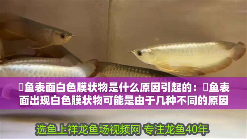 魟魚表面白色膜狀物是什么原因引起的：魟魚表面出現(xiàn)白色膜狀物可能是由于幾種不同的原因引起的