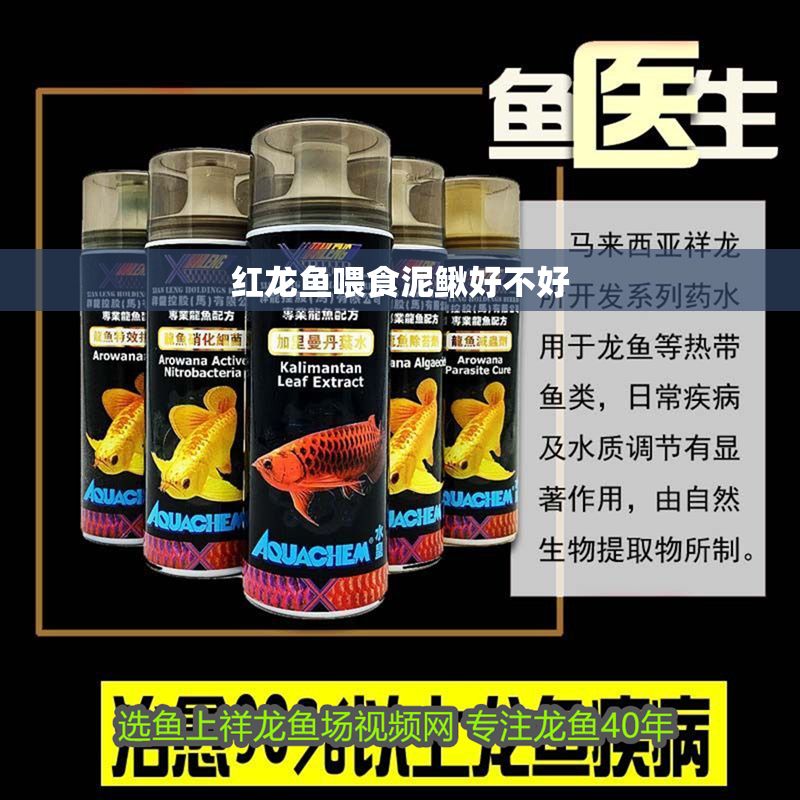 紅龍魚喂食泥鰍好不好 龍魚百科 第1張 紅龍魚喂食泥鰍好不好 紅龍魚喂食泥鰍好不好 龍魚百科 第1張