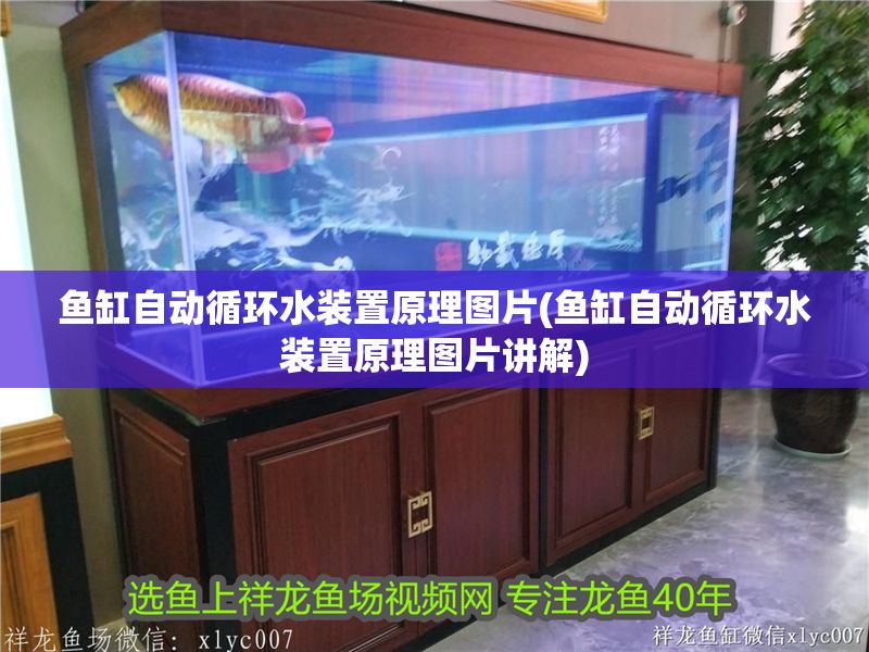 魚缸自動(dòng)循環(huán)水裝置原理圖片(魚缸自動(dòng)循環(huán)水裝置原理圖片講解)