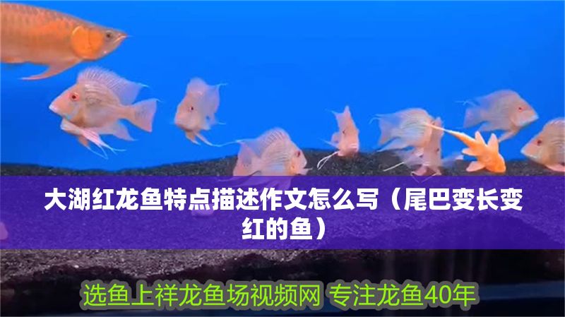 大湖紅龍魚特點描述作文怎么寫(尾巴變長變紅的魚) 大湖紅龍魚百科 第1張 大湖紅龍魚特點描述作文怎么寫(尾巴變長變紅的魚) 大湖紅龍魚特點描述作文怎么寫(尾巴變長變紅的魚) 大湖紅龍魚百科 第1張