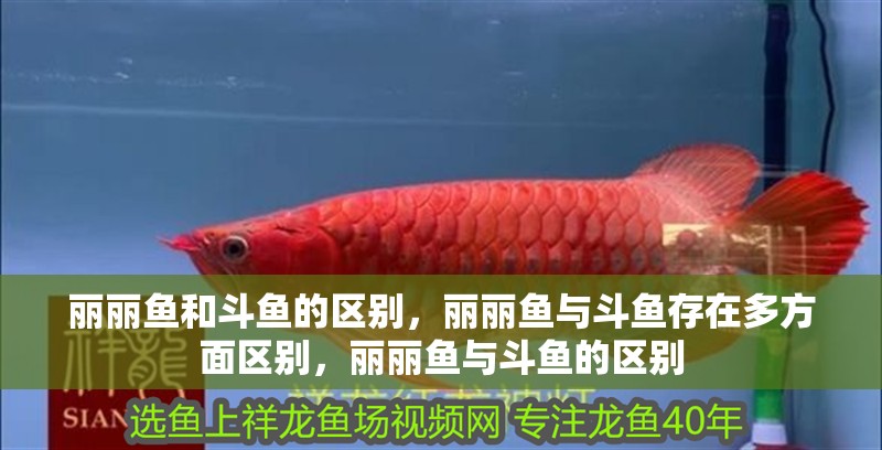 麗麗魚(yú)和斗魚(yú)的區(qū)別，麗麗魚(yú)與斗魚(yú)存在多方面區(qū)別，麗麗魚(yú)與斗魚(yú)的區(qū)別