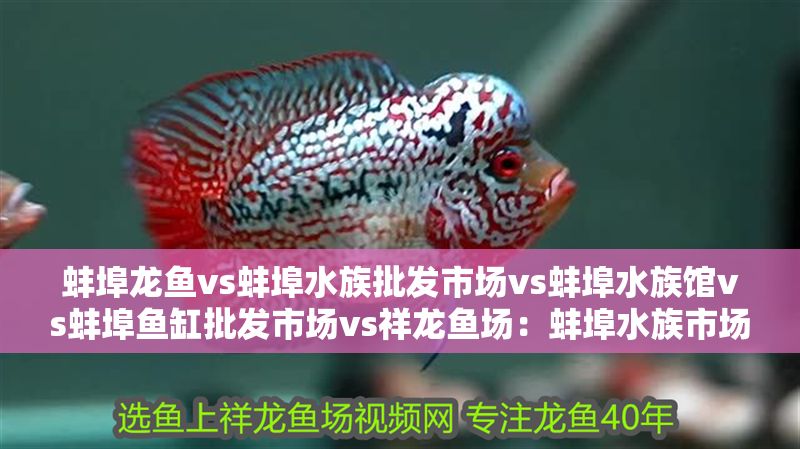 蚌埠龍魚vs蚌埠水族批發市場vs蚌埠水族館vs蚌埠魚缸批發市場vs祥龍魚場：蚌埠水族市場最新動態