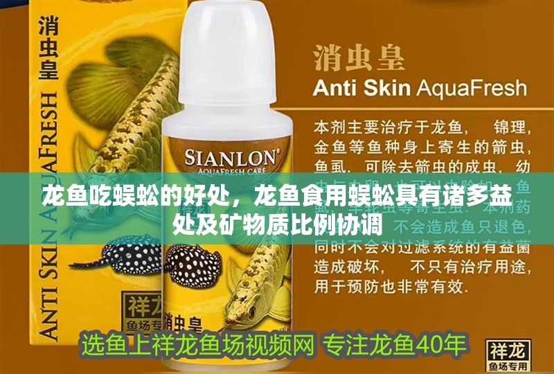 龍魚吃蜈蚣的好處，龍魚食用蜈蚣具有諸多益處及礦物質(zhì)比例協(xié)調(diào)