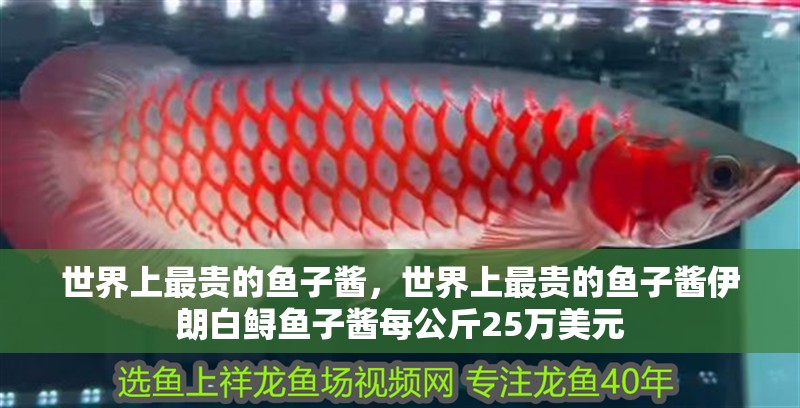 世界上最貴的魚子醬，世界上最貴的魚子醬伊朗白鱘魚子醬每公斤25萬美元