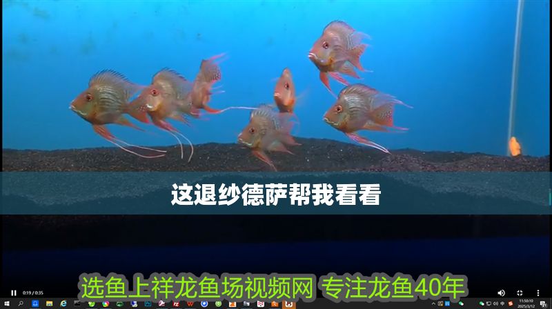 這退紗德薩幫我看看