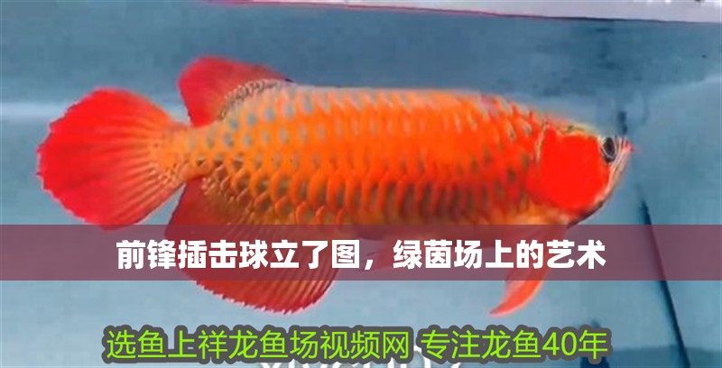 前鋒插擊球立了圖，綠茵場(chǎng)上的藝術(shù) 前鋒插擊球立了圖，綠茵場(chǎng)上的藝術(shù) 龍魚論壇