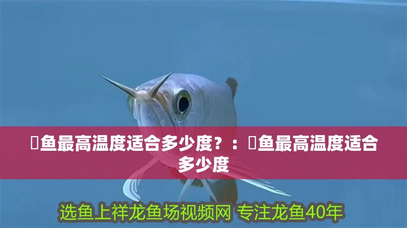 魟魚最高溫度適合多少度?:魟魚最高溫度適合多少度 魟魚百科 第2張 魟魚最高溫度適合多少度?:魟魚最高溫度適合多少度 魟魚最高溫度適合多少度?:魟魚最高溫度適合多少度 魟魚百科 第2張