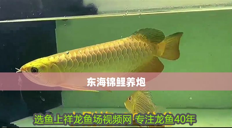 東海錦鯉養(yǎng)炮 東海錦鯉養(yǎng)炮 錦鯉魚百科 第1張