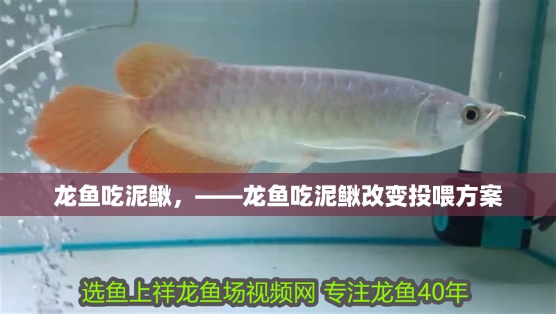 龍魚吃泥鰍，——龍魚吃泥鰍改變投喂方案