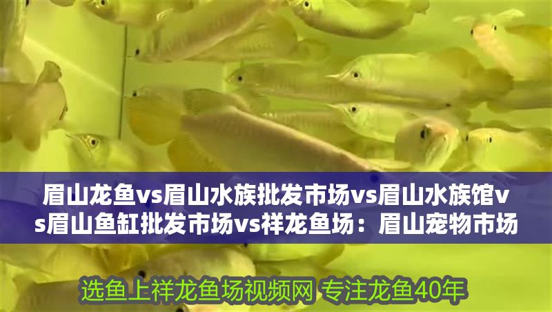 眉山龍魚vs眉山水族批發市場vs眉山水族館vs眉山魚缸批發市場vs祥龍魚場：眉山寵物市場分布 眉山龍魚vs眉山水族批發市場vs眉山水族館vs眉山魚缸批發市場vs祥龍魚場：眉山寵物市場分布 祥龍魚場各市分站 第2張