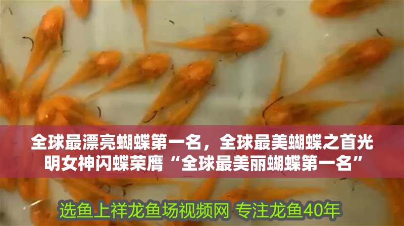 全球最漂亮蝴蝶第一名，全球最美蝴蝶之首光明女神閃蝶榮膺“全球最美麗蝴蝶第一名” 全球最漂亮蝴蝶第一名，全球最美蝴蝶之首光明女神閃蝶榮膺“全球最美麗蝴蝶第一名” 龍魚論壇