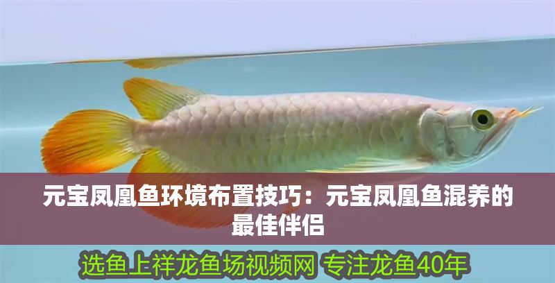 元寶鳳凰魚(yú)環(huán)境布置技巧：元寶鳳凰魚(yú)混養(yǎng)的最佳伴侶 元寶鳳凰魚(yú)環(huán)境布置技巧：元寶鳳凰魚(yú)混養(yǎng)的最佳伴侶 元寶鳳凰魚(yú)百科 第1張