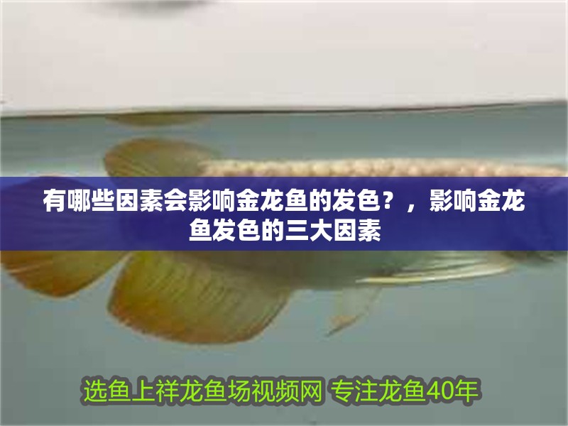 有哪些因素會影響金龍魚的發色？，影響金龍魚發色的三大因素