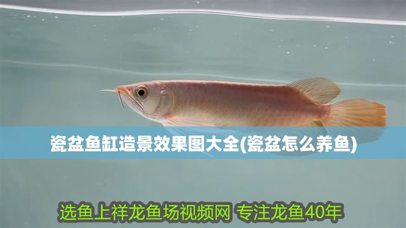 瓷盆魚缸造景效果圖大全(瓷盆怎么養魚) 錦鯉魚百科 第1張 瓷盆魚缸造景效果圖大全(瓷盆怎么養魚) 瓷盆魚缸造景效果圖大全(瓷盆怎么養魚) 錦鯉魚百科 第1張