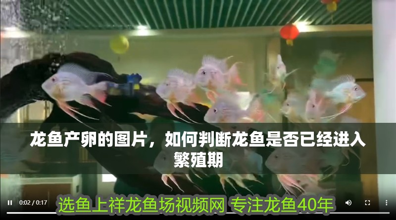 龍魚產卵的圖片，如何判斷龍魚是否已經進入繁殖期