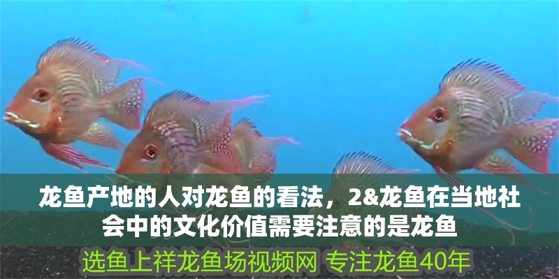 龍魚產地的人對龍魚的看法，2&龍魚在當地社會中的文化價值需要注意的是龍魚