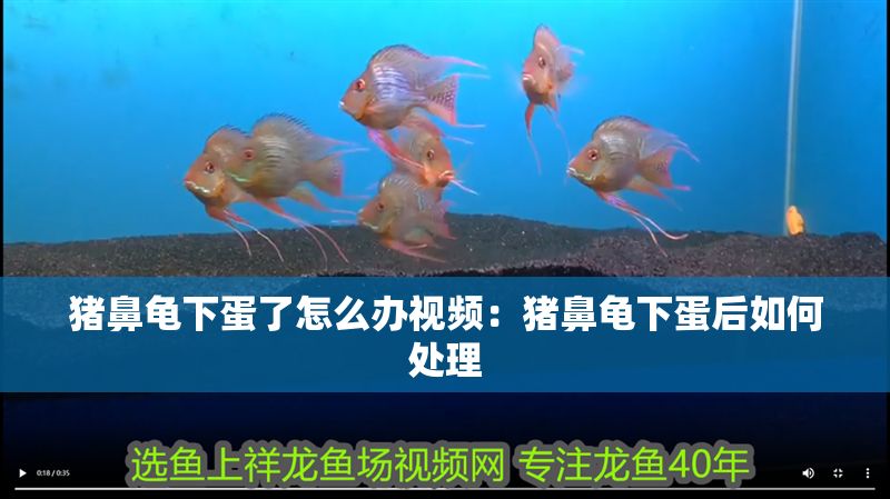 豬鼻龜下蛋了怎么辦視頻：豬鼻龜下蛋后如何處理