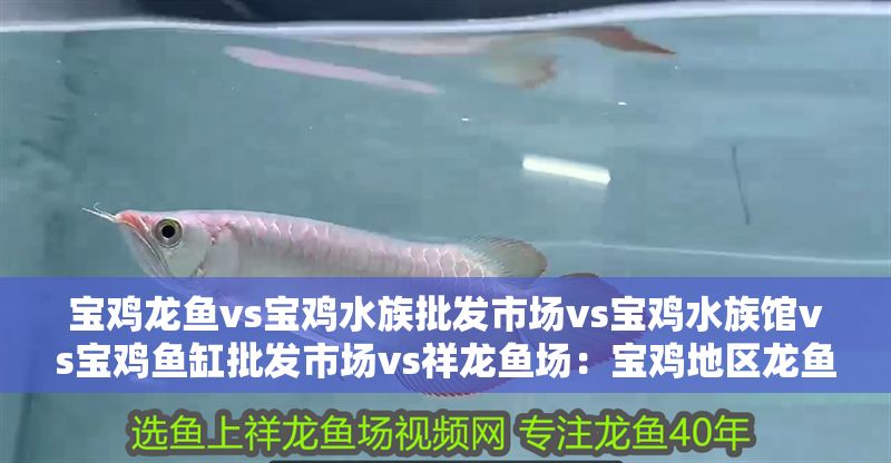 寶雞龍魚vs寶雞水族批發市場vs寶雞水族館vs寶雞魚缸批發市場vs祥龍魚場：寶雞地區龍魚養殖業發展情況