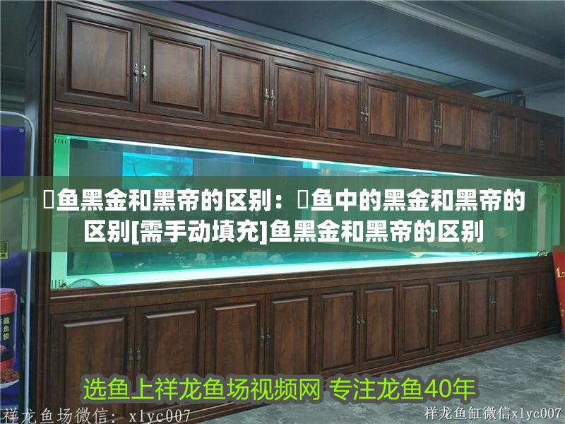 魟魚黑金和黑帝的區別：魟魚中的黑金和黑帝的區別[需手動填充]魚黑金和黑帝的區別 魟魚黑金和黑帝的區別：魟魚中的黑金和黑帝的區別[需手動填充]魚黑金和黑帝的區別 魟魚百科 第2張