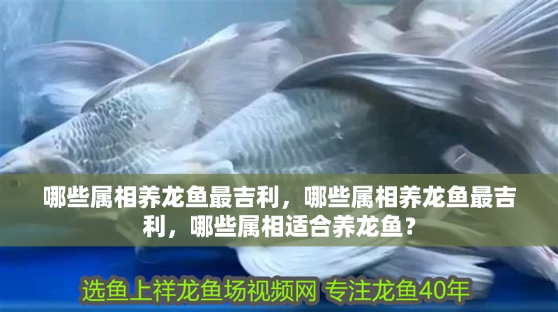 哪些屬相養龍魚最吉利，哪些屬相養龍魚最吉利，哪些屬相適合養龍魚？