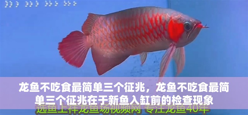 龍魚不吃食最簡(jiǎn)單三個(gè)征兆，龍魚不吃食最簡(jiǎn)單三個(gè)征兆在于新魚入缸前的檢查現(xiàn)象