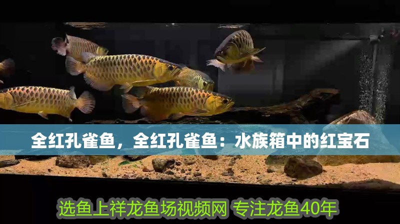 全紅孔雀魚，全紅孔雀魚：水族箱中的紅寶石 全紅孔雀魚，全紅孔雀魚：水族箱中的紅寶石 龍魚論壇