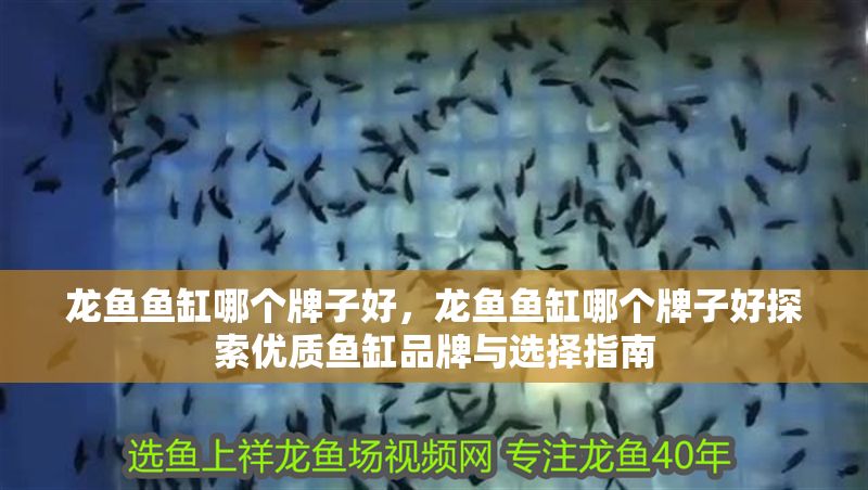 龍魚魚缸哪個牌子好，龍魚魚缸哪個牌子好探索優質魚缸品牌與選擇指南