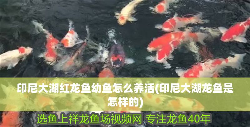 印尼大湖紅龍魚幼魚怎么養活(印尼大湖龍魚是怎樣的)