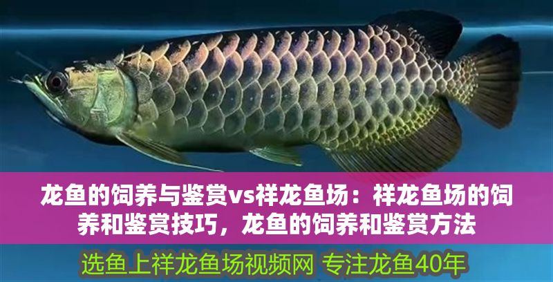 龍魚的飼養(yǎng)與鑒賞vs祥龍魚場:祥龍魚場的飼養(yǎng)和鑒賞技巧,龍魚的飼養(yǎng)和鑒賞方法 vs祥龍魚場 第1張 龍魚的飼養(yǎng)與鑒賞vs祥龍魚場:祥龍魚場的飼養(yǎng)和鑒賞技巧,龍魚的飼養(yǎng)和鑒賞方法 龍魚的飼養(yǎng)與鑒賞vs祥龍魚場:祥龍魚場的飼養(yǎng)和鑒賞技巧,龍魚的飼養(yǎng)和鑒賞方法 vs祥龍魚場 第1張