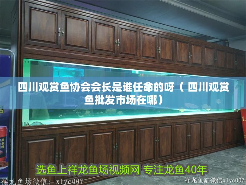 四川觀賞魚協會會長是誰任命的呀（ 四川觀賞魚批發市場在哪）