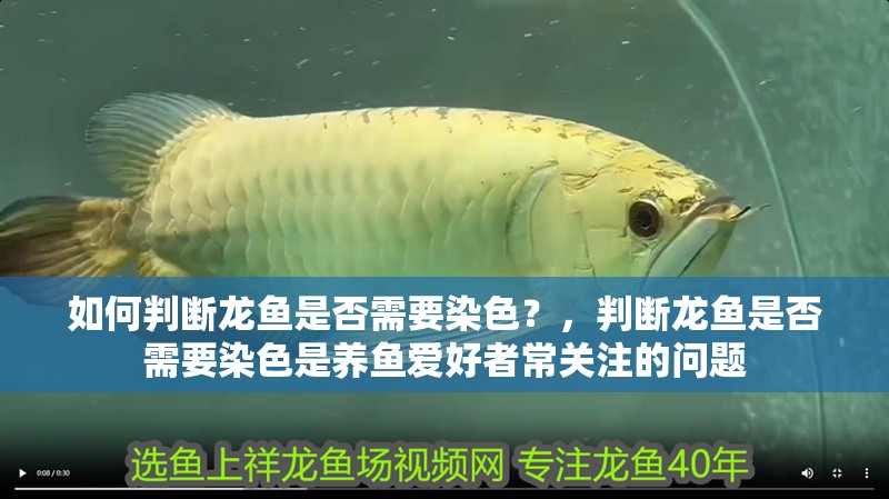 如何判斷龍魚是否需要染色？，判斷龍魚是否需要染色是養魚愛好者常關注的問題