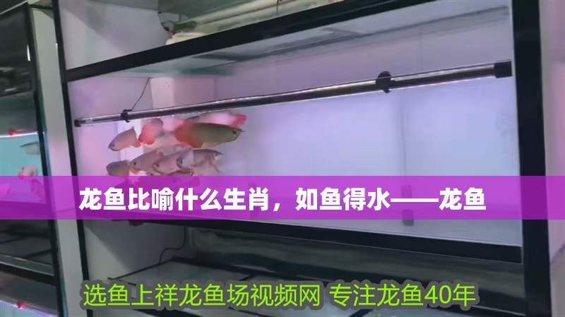 龍魚比喻什么生肖，如魚得水——龍魚